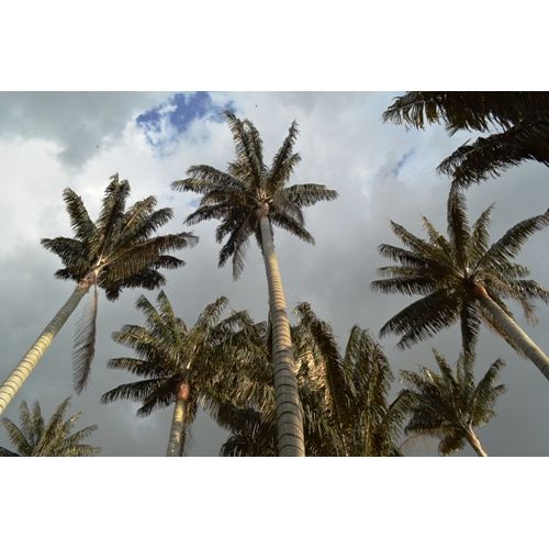 Palmas de Cera, Jardn Botnico Jos Celestino Mutis, Bogot