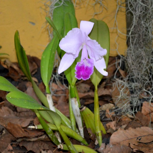 Una bella del Jardn Botnico Jos Celestino Mutis, Bogot