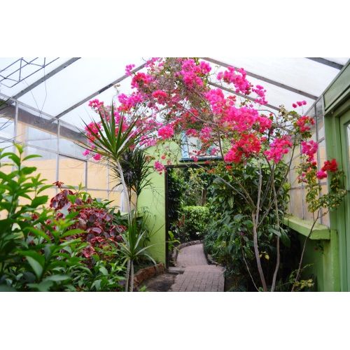Flora de Colombia, Jardn Botnico Jos Celestino Mutis, Bogot