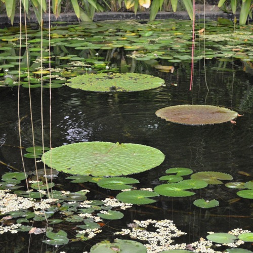 Flora de Colombia, Jardn Botnico Jos Celestino Mutis, Bogot