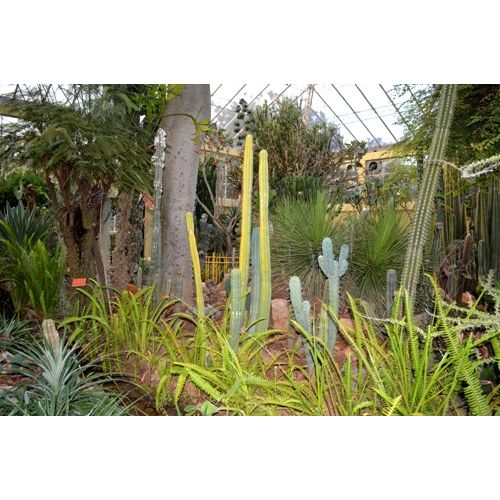 Flora de Colombia, Jardn Botnico Jos Celestino Mutis, Bogot